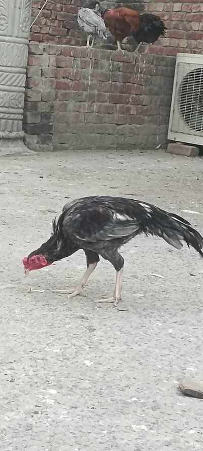 Beautiful Aseel Male and Female