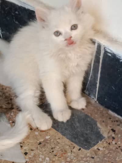 Persian triple coat kittens