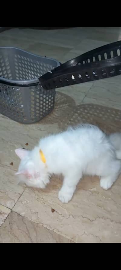 Cat for Sale Urgent Please