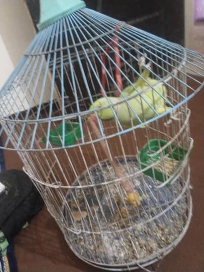 Just male with breeding
