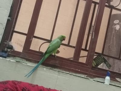 Just male with breeding