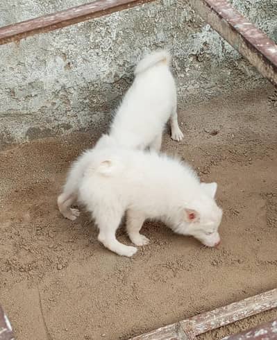 Russian puppy