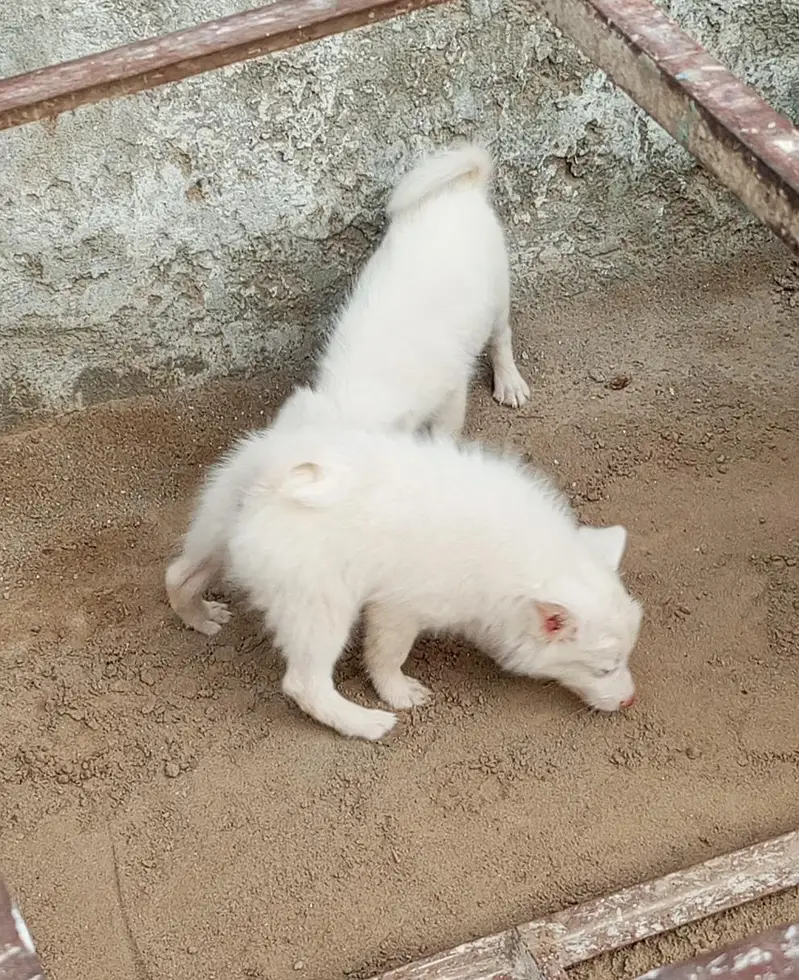 Russian puppy