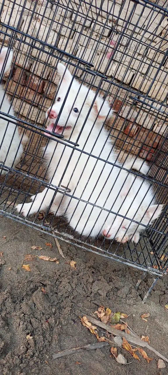 Russian puppy — photo 2