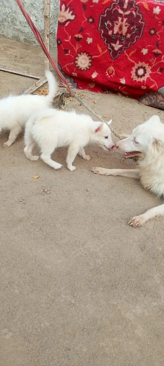 Russian puppy — photo 3