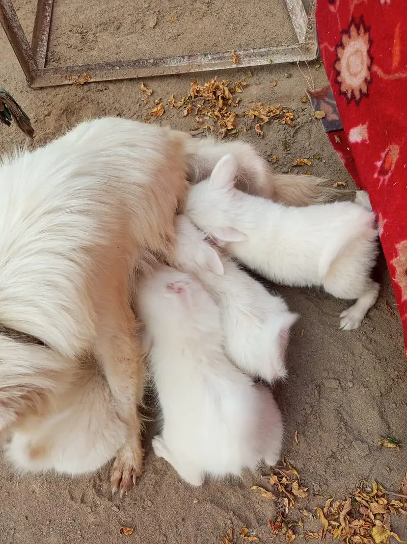 Russian puppy — photo 4