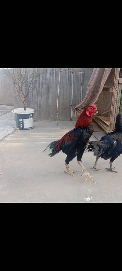 Thai aseel pair