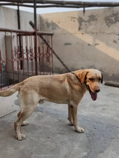 Labrador male pup