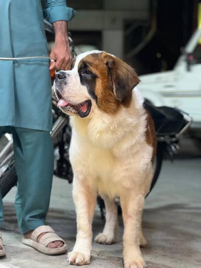 Saint Bernard Male