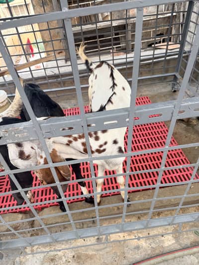 bakra