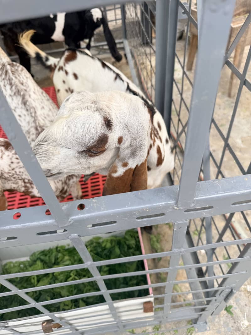 bakra 1