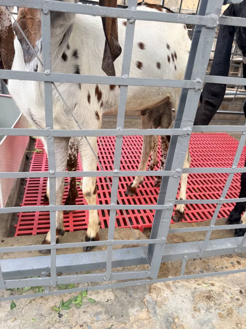 bakra 2