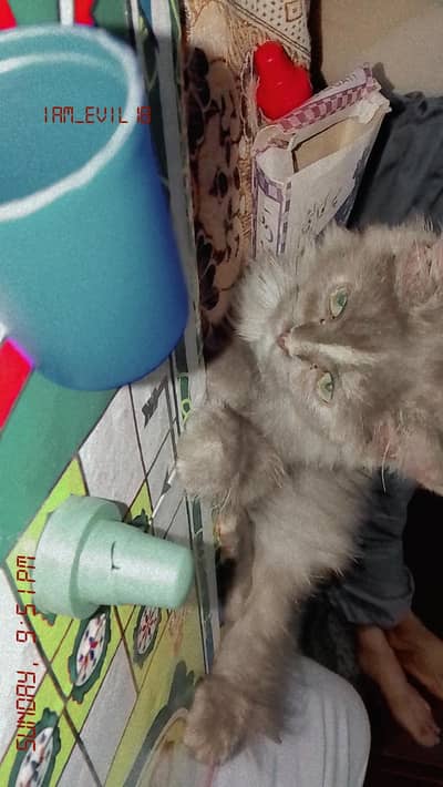 grey Persian kitten