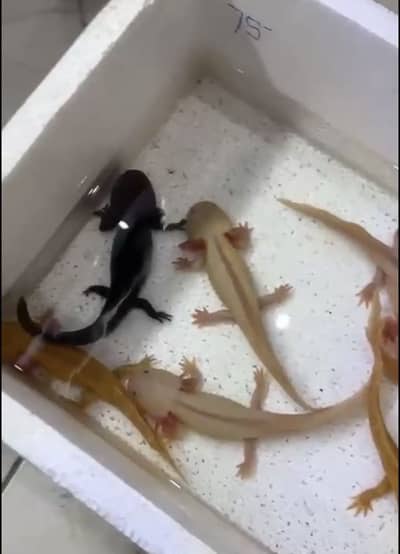 Rare Axolotols