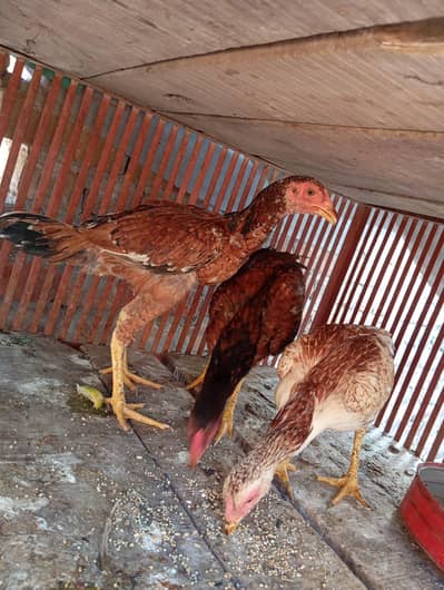 asleel mirgi pair