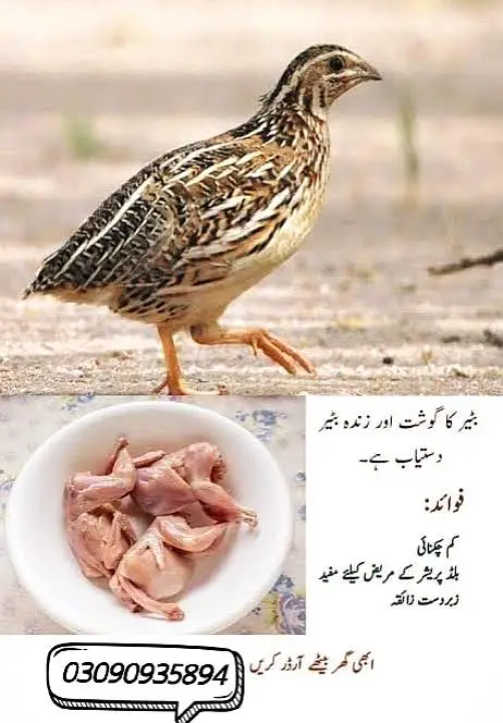 Zinda Farmi Batair or Unka gosht dastyab hai — photo 5