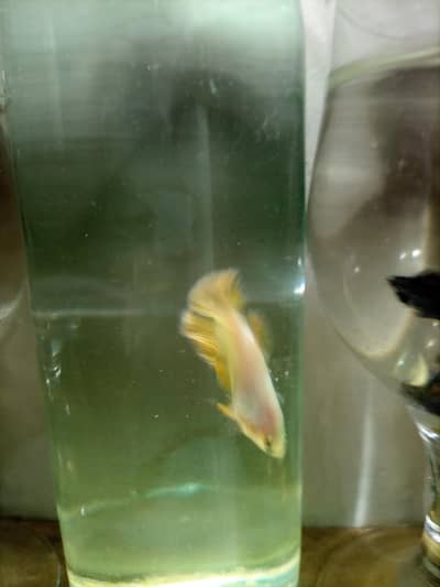 *BETTA FOR SALE*