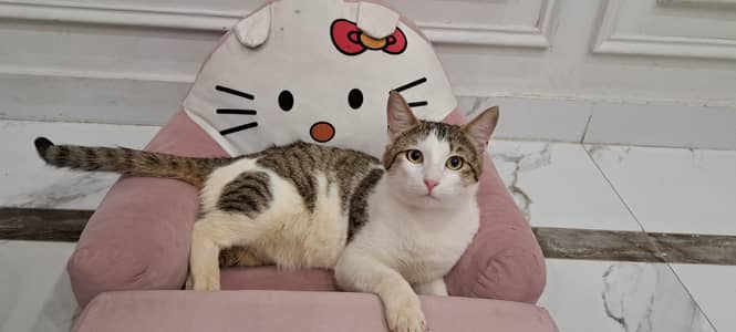Healthy Male Domestic Shorthair Tabby Cat