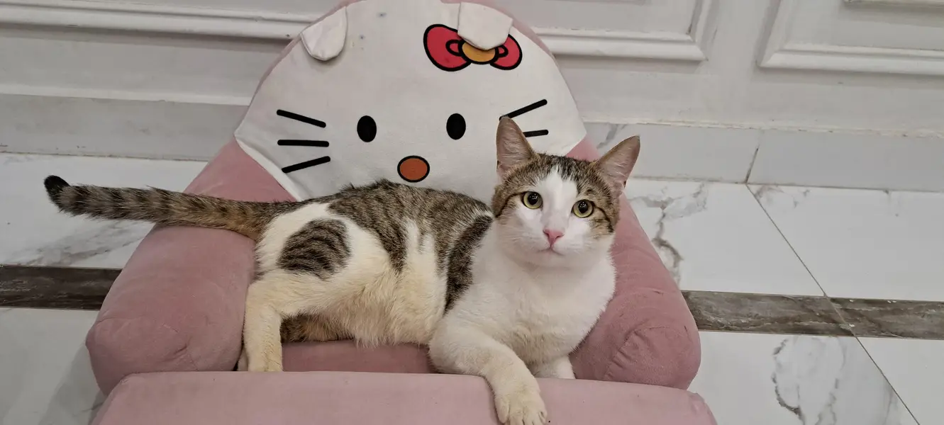 Healthy Male Domestic Shorthair Tabby Cat