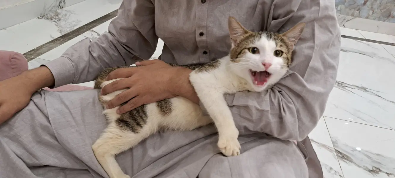 Healthy Male Domestic Shorthair Tabby Cat — photo 2