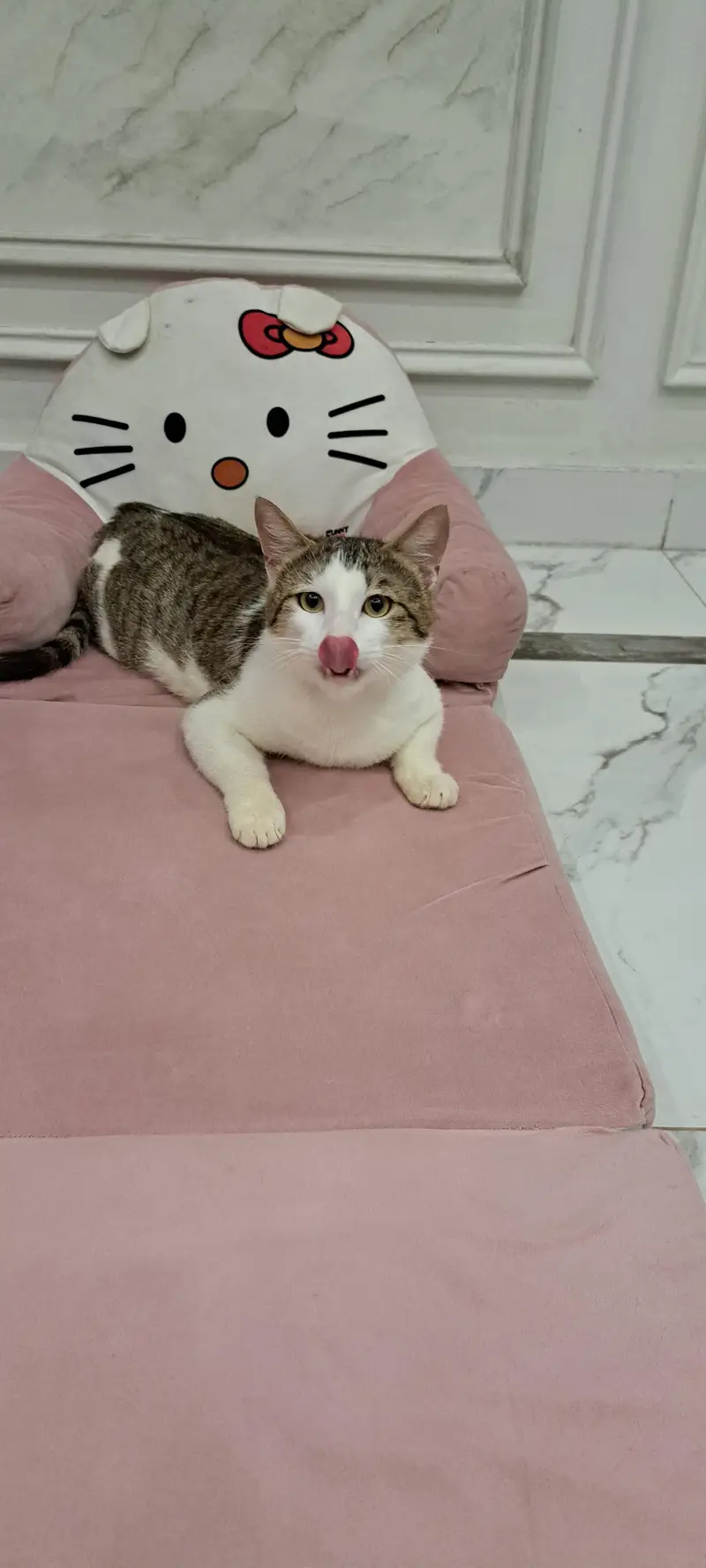 Healthy Male Domestic Shorthair Tabby Cat — photo 3