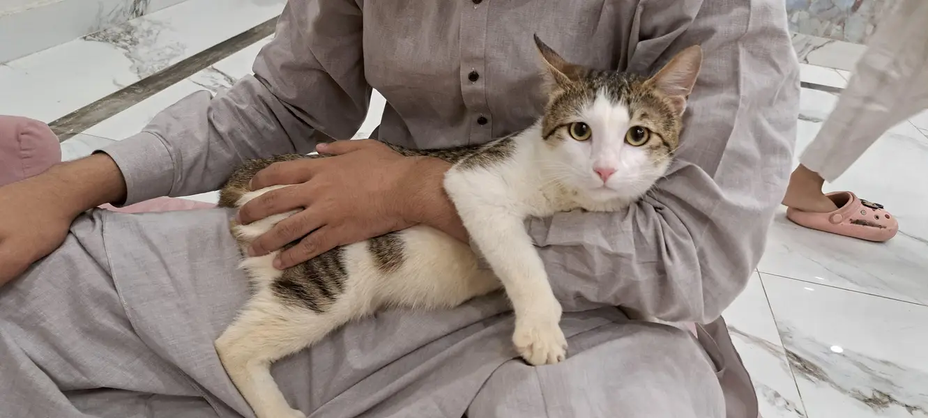 Healthy Male Domestic Shorthair Tabby Cat — photo 4