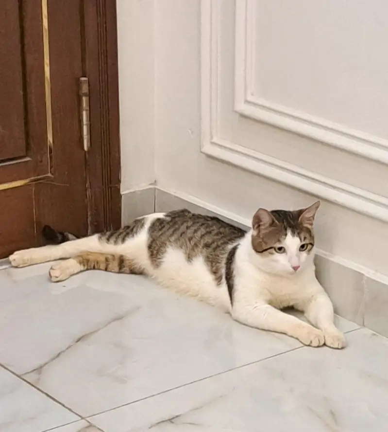 Healthy Male Domestic Shorthair Tabby Cat — photo 5