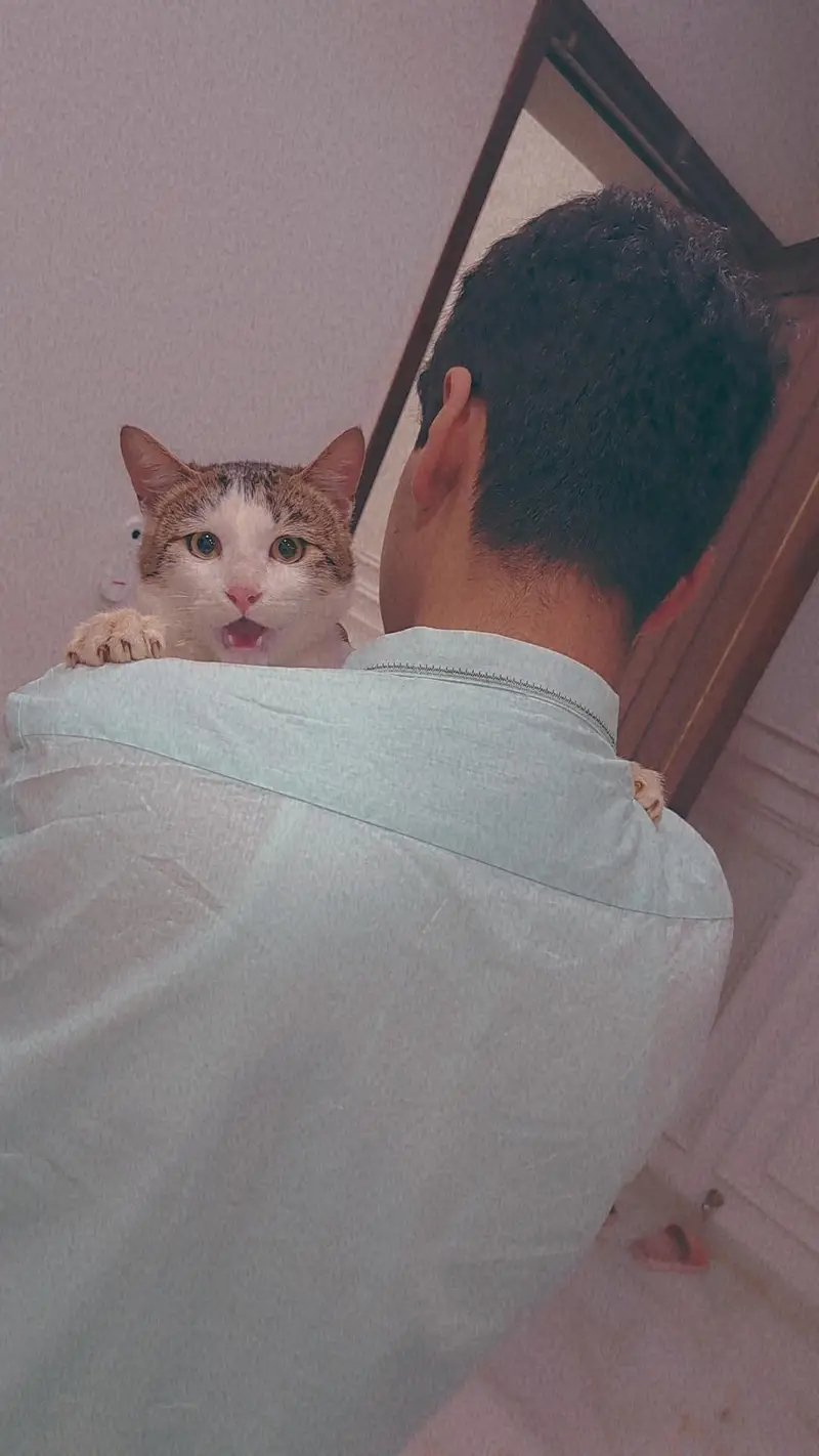 Healthy Male Domestic Shorthair Tabby Cat — photo 6