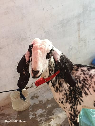 Makki cheena desi bakri for sale 0/3/1/5/2/8/2/2/7/2/2