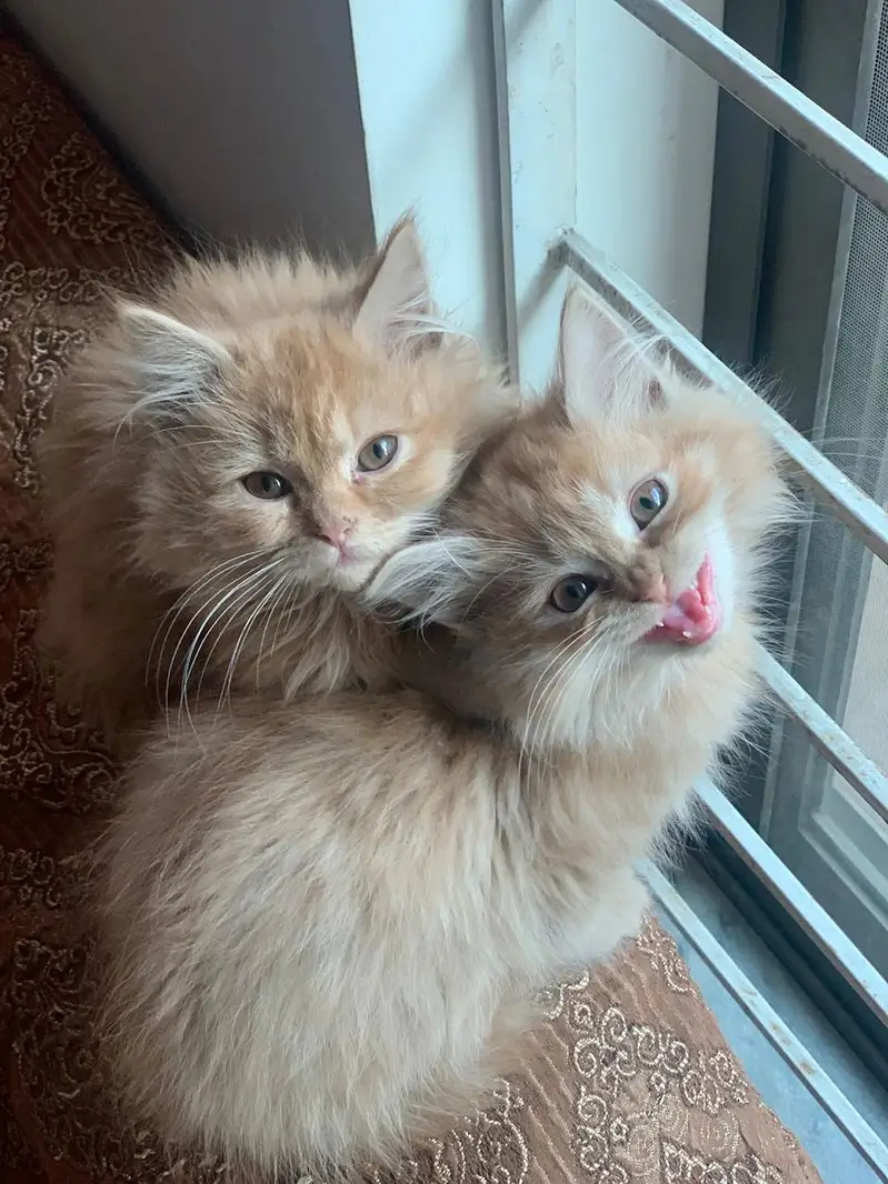 2 coated persian mix  6 months age