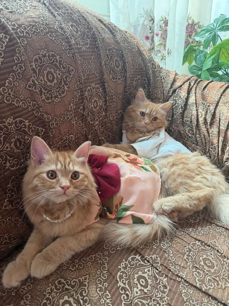 2 coated persian mix  6 months age — photo 2
