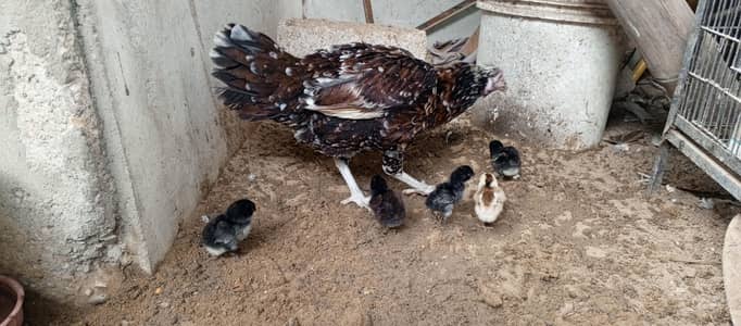 aseel hen with 5 chik