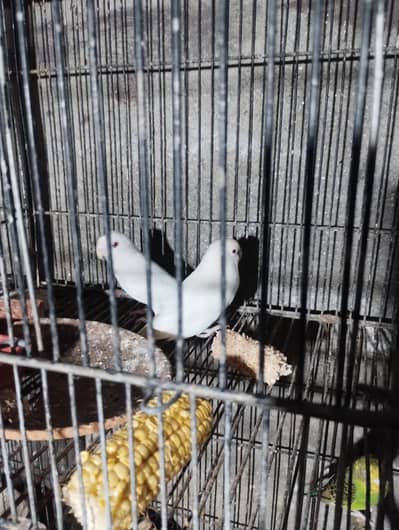 albino green fisher blue fisher parsanata parrot