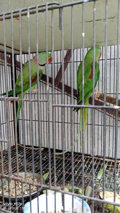raw pair king size  breeder granted