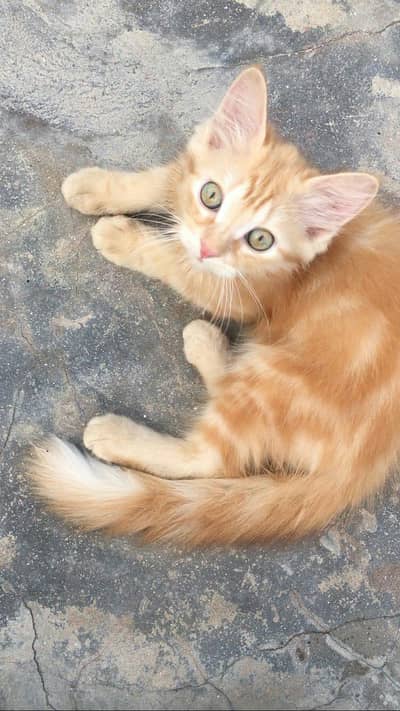 Persian Kittens For Sale