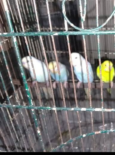mix parrot available