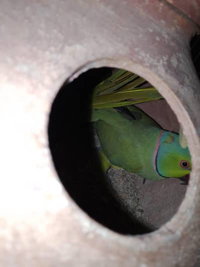 Green ringneck pair bachy ka sat ha