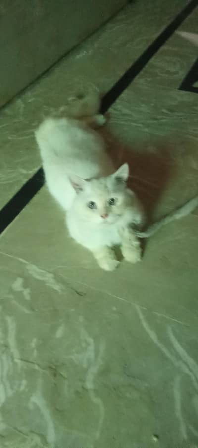 persian cats