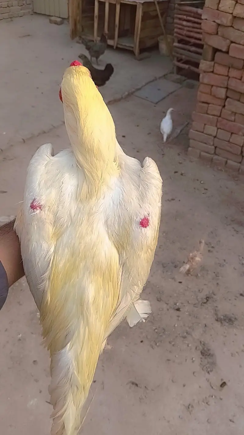 aseel heera