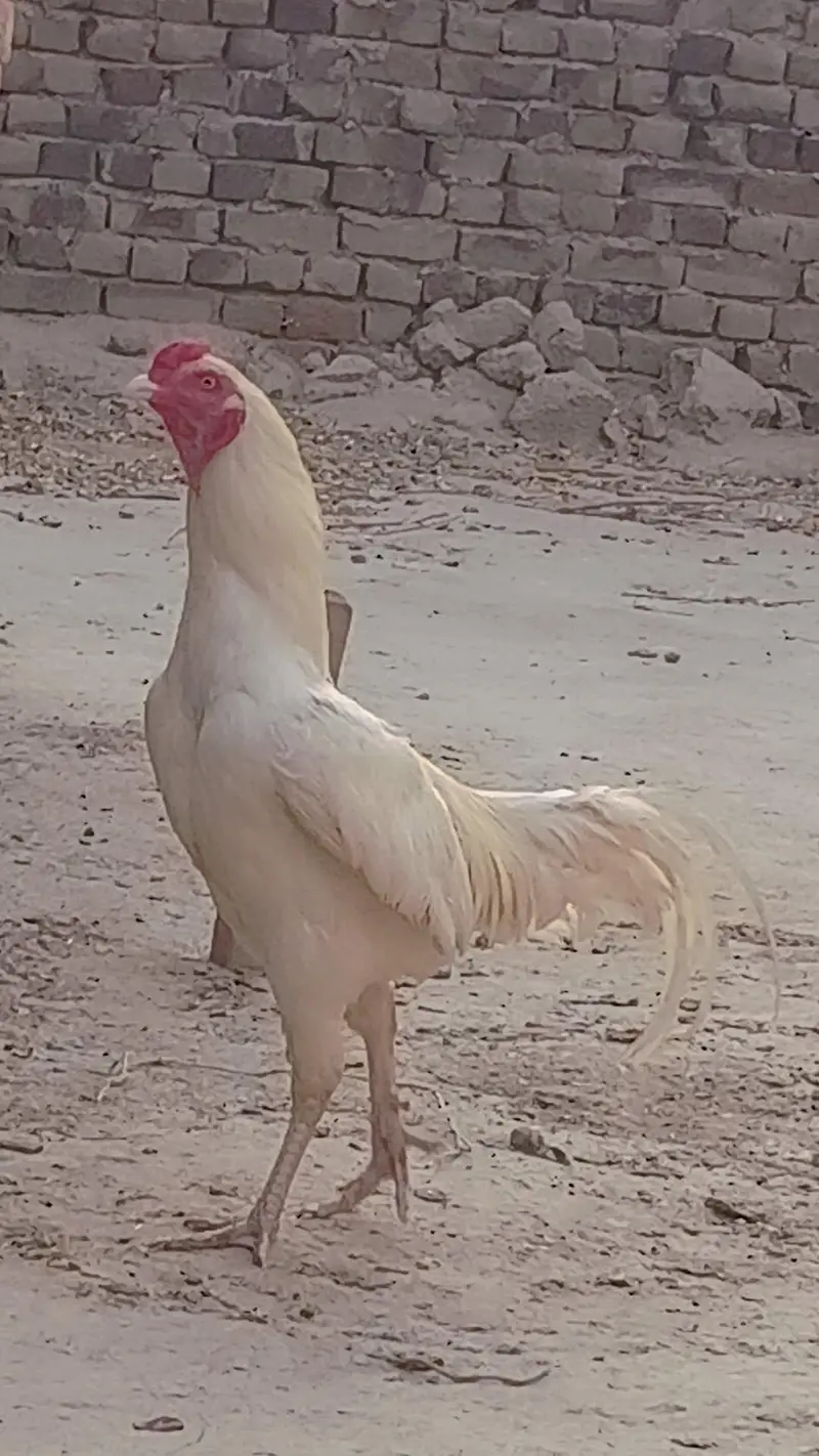aseel heera — photo 3