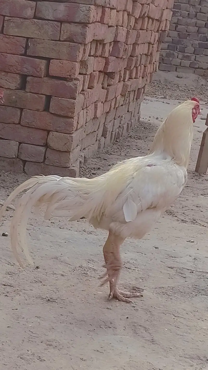 aseel heera — photo 5