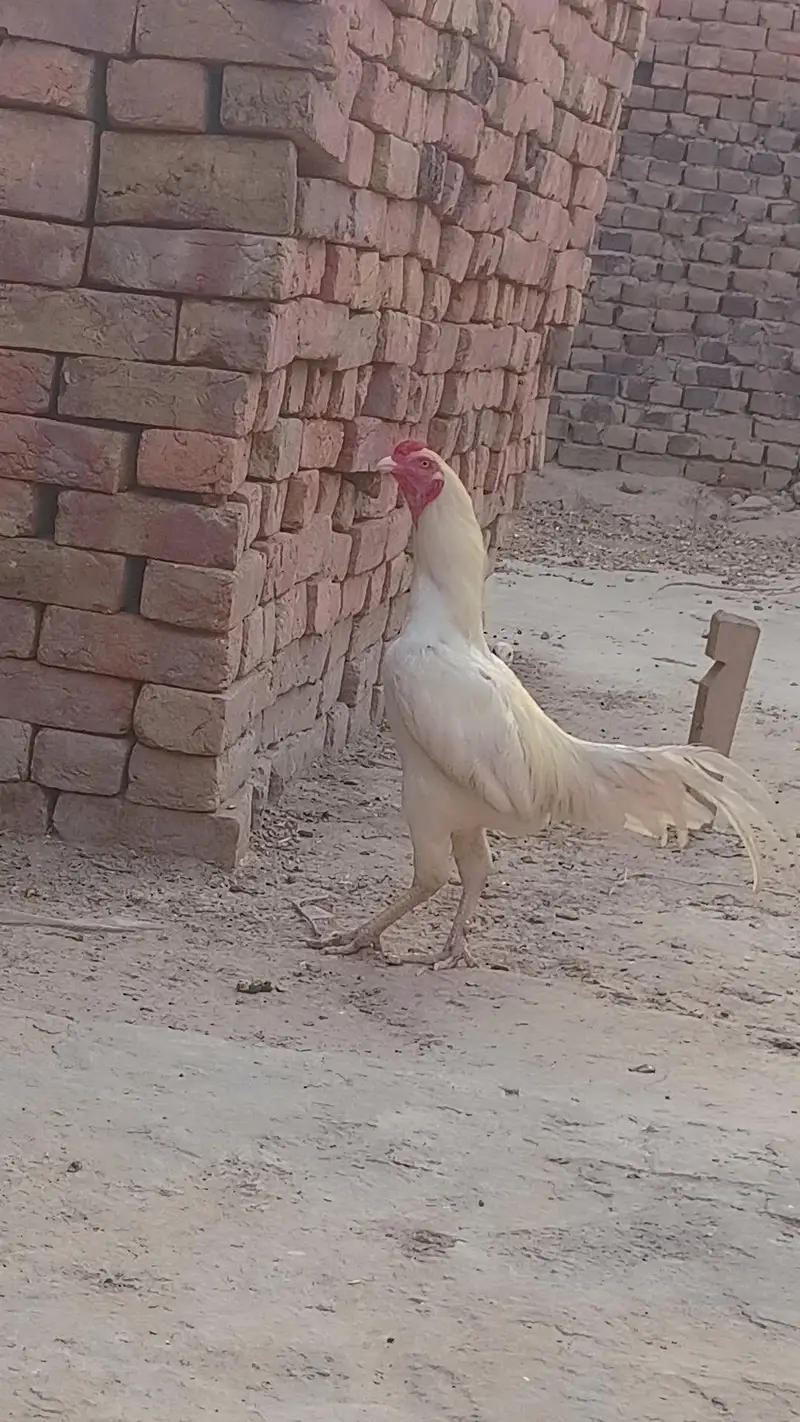 aseel heera — photo 6