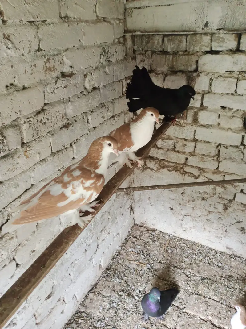 Sherazi pair