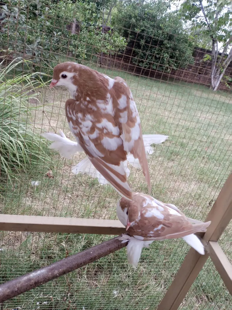 Sherazi pair — photo 3
