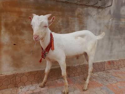 Bakra andu 5 se 6 manth ka hai