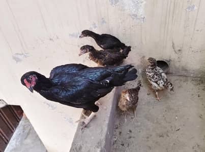 Chicken and Chicks for Sale (Murghian)