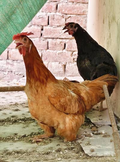 Chicken and Chicks for Sale (Murghian)