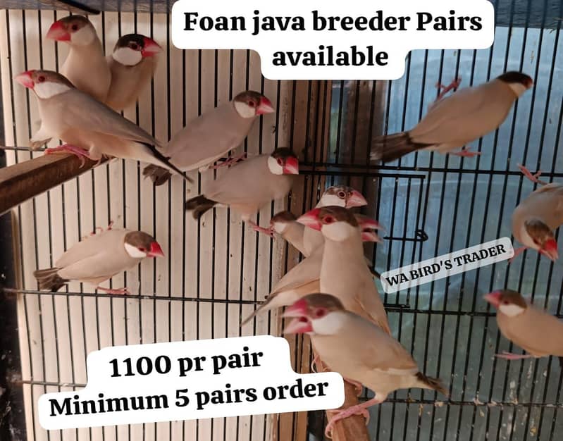 Fawn Java 0