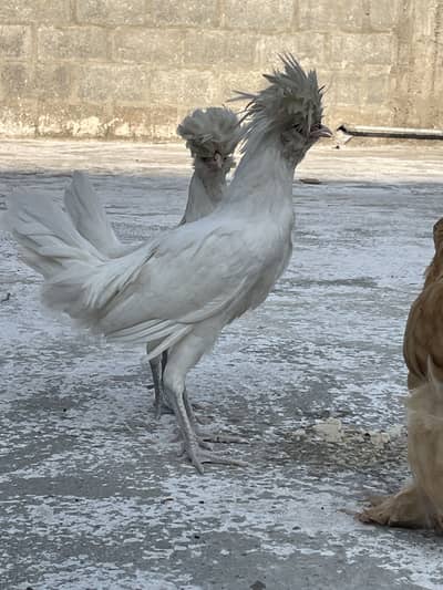 Polish / golden buff chicks