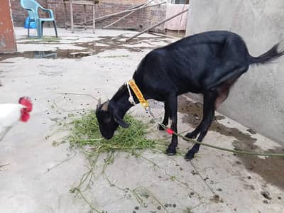 desi bakra n bakri
